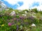 Colorful alpine wildgarden in rocks with yellow purple and pink flowers i