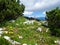 Colorful alpine wildgarden with yellow white and pink flowers