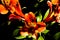 Colorful alstroemeria on a dark background