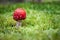 Colorful Amanita in green moss. Poisonous mushrooms