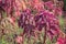 Colorful Amaranthus tricolor in the garden.Brilliant red shades of Amaranthu.