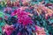 Colorful Amaranthus tricolor plant in a garden.Common known as edible amaranth plant.Brilliant red shades of Amaranthu.