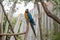 Colorful amazon parrot stand on the tree