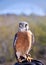 Colorful American Kestrel Sparrowhawk