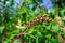 Colorful american pokeweed plant in a garden in Croatia during summer