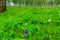 Colorful Anemone wildflowers in a Eucalyptus grove