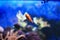 Colorful anemonefish