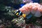 Colorful anemonefish