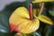 Colorful Anthurium red and yellow