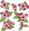 Colorful apple blossom with buds and leaves. Set of hand drawn colorful apple flowers.