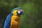 Colorful ara parrot on green background