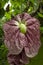 Colorful Aristolochia gigantea flower close up