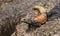 Colorful Arizona Desert Chuckwalla Lizard