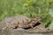 Colorful Arizona Horned Toad