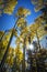 Colorful Arizona quaking aspen in autumn