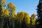 Colorful Arizona quaking aspen and pine forest in autumn