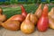 Colorful Arrangement of Gourds