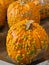 A colorful array of small pumpkins and gourds usher in the fall season