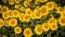 Colorful array of yellow sunflowers leaning towards the sun