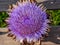 Colorful Artichoke in full bloom