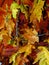 Colorful artificial autumn maple leaves background