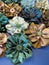 Colorful artificial fabric flowers