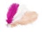 Colorful Artificial Feathers Shot on White Background