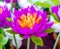 Colorful of artificial lotus