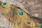 Colorful and Artistic Peacock Feathers. This is a macro photo of an arrangement of luminous peacock feathers