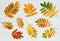 Colorful ashberry tree leaves on painted wooden background