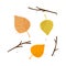 Colorful aspen fallen autumn seasonal leaf from tree vector illustration