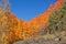 Colorful Aspen Grove Landscape in Fall
