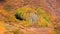 Colorful aspen trees in early autumn time in Colorado rocky mountains