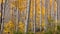 Colorful Aspen trees in forest with falling leaves due to wind in autumn time.