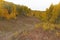 Colorful Aspen Trees on the Grand Mesa in Autumn