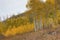 Colorful Aspen Trees on the Grand Mesa in Autumn