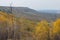 Colorful Aspen Trees on the Grand Mesa in Autumn