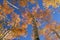 Colorful Aspen Treetops