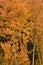 Colorful Aspens in Hope Valley