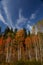 Colorful Aspens in Hope Valley