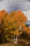 Colorful Aspens in Hope Valley