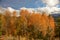 Colorful Aspens in Hope Valley