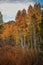 Colorful Aspens in Hope Valley