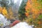 Colorful Aspens in the snow