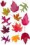 Colorful assortment of fall leaves