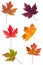 Colorful assortment of Maple Leaves