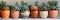 Colorful Assortment of Succulent Plants in Decorative Pots on Shelf