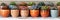 Colorful Assortment of Succulent Plants in Decorative Pots on Shelf