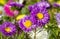 Colorful Aster flowers