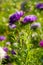 Colorful Aster flowers